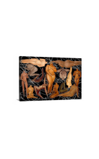 The People, United , Large